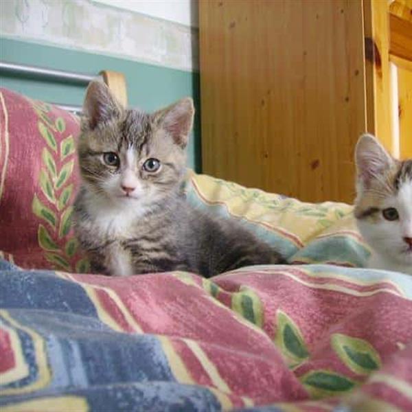 grey is Puddin' and white is Solitaire (clicky)