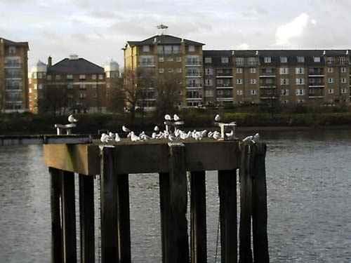 purty burdses (clicky)