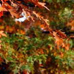 Autumn leaves 1 by scott  - 
This file has a maximum resolution of 4752 x 3168 px