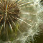 Dandelion by scott  - 
This file has a maximum resolution of 4752 x 3168 px